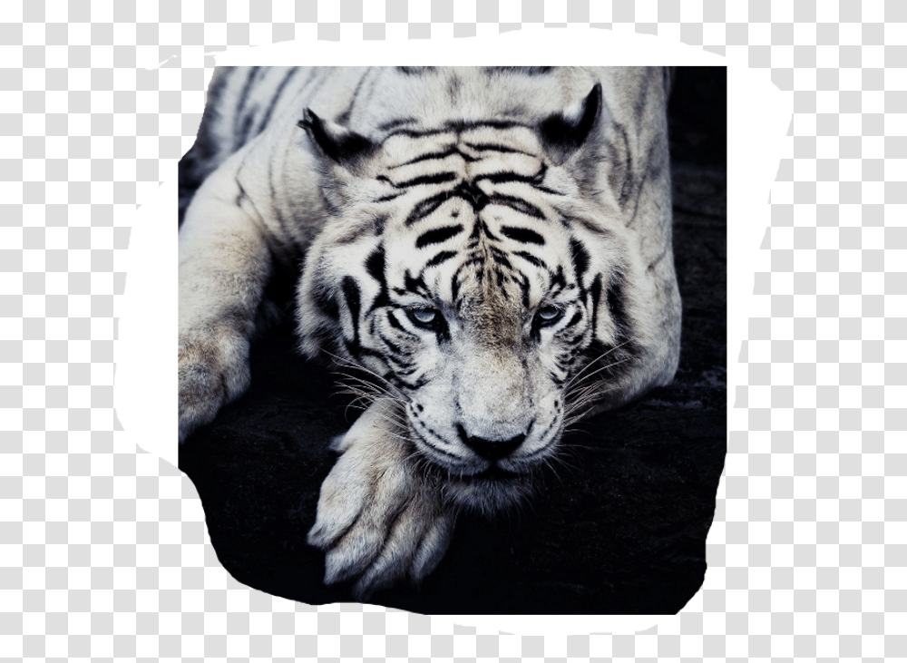 Singapore Zoo, Tiger, Wildlife, Mammal, Animal Transparent Png