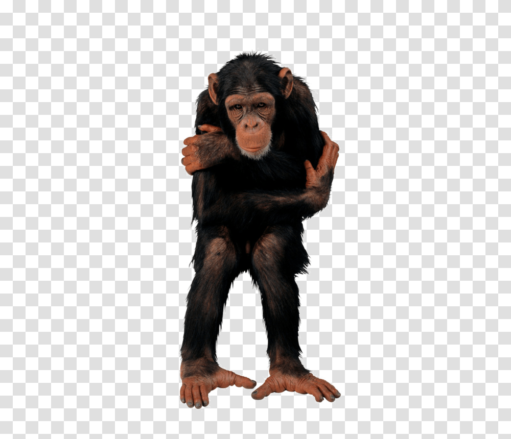Singes Clipart Clip Art And Belle, Ape, Wildlife, Mammal, Animal Transparent Png