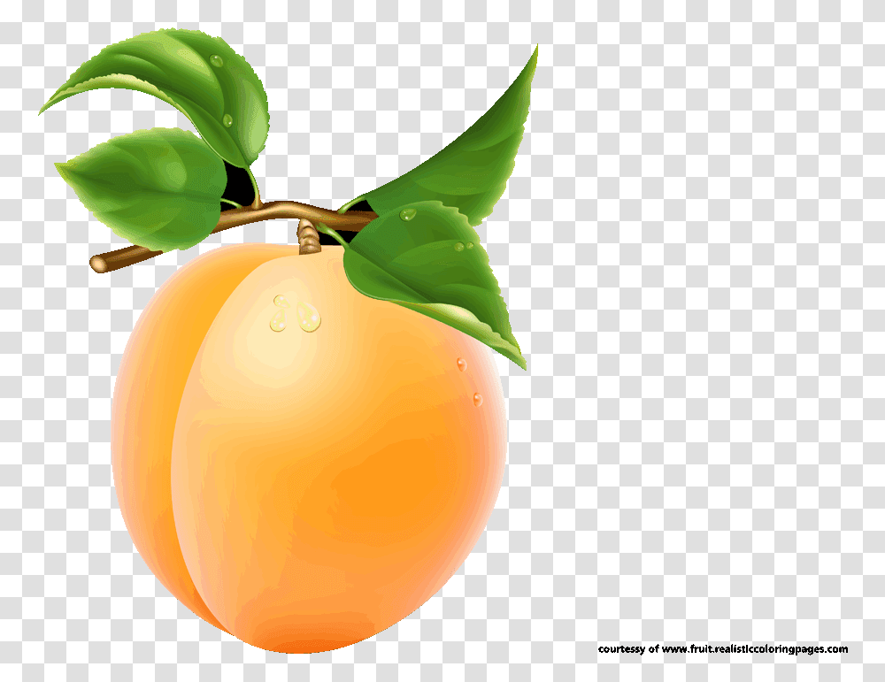 Single Apricot Image Single Fruits Images With Names, Plant, Produce, Food Transparent Png