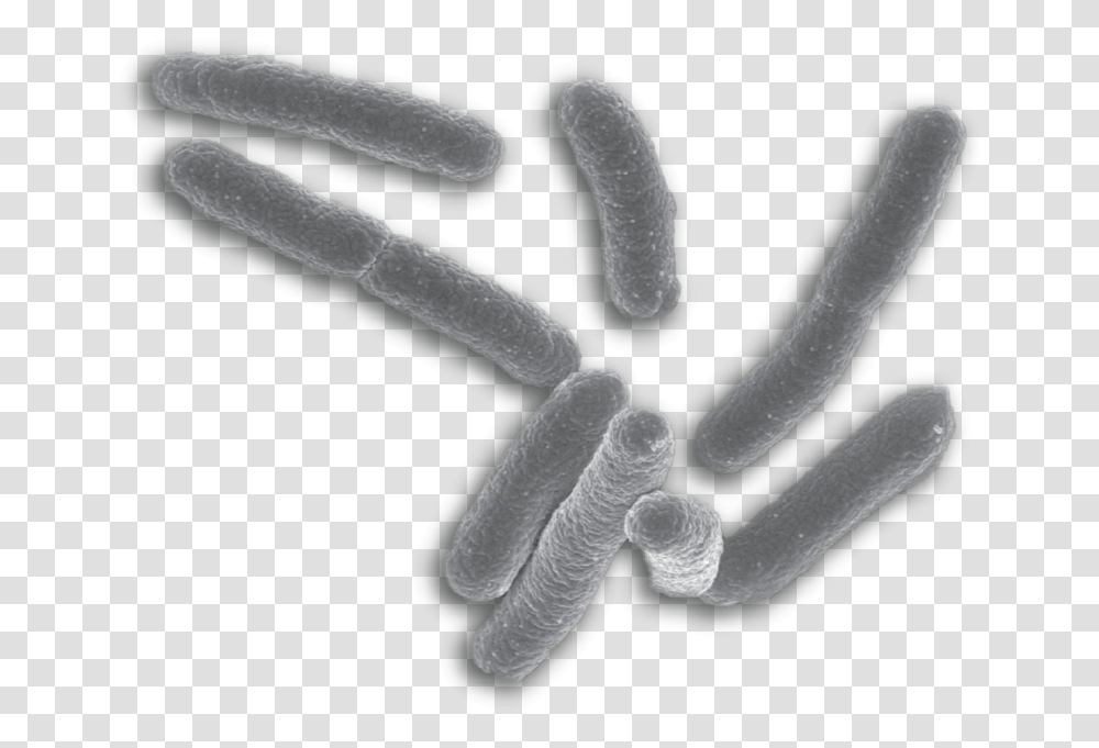 Single Bacteria Background, Water, Outdoors, Nature, Animal Transparent Png