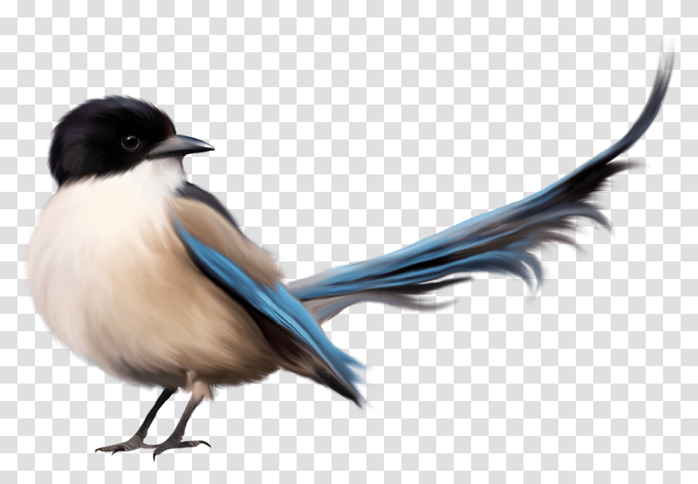 Single Bird Image Decoracin De Hojas De Cuaderno, Animal, Jay, Blue Jay, Bluebird Transparent Png