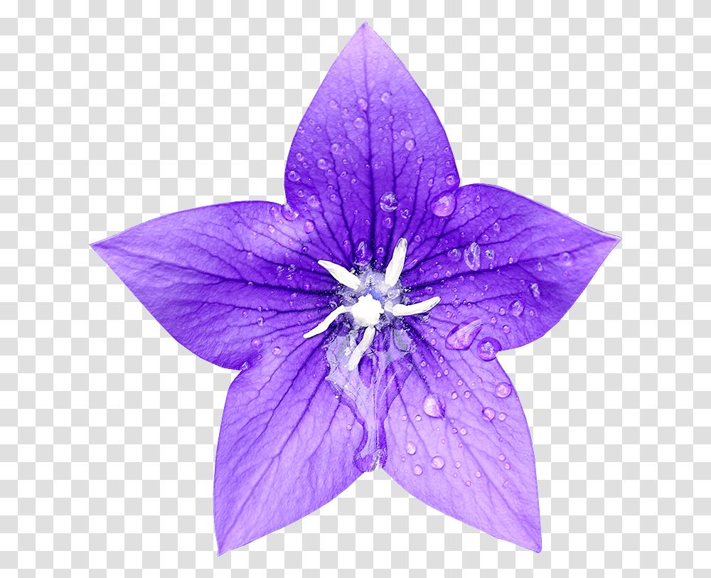 Single Blue Bell Flower, Purple, Anther, Plant, Blossom Transparent Png