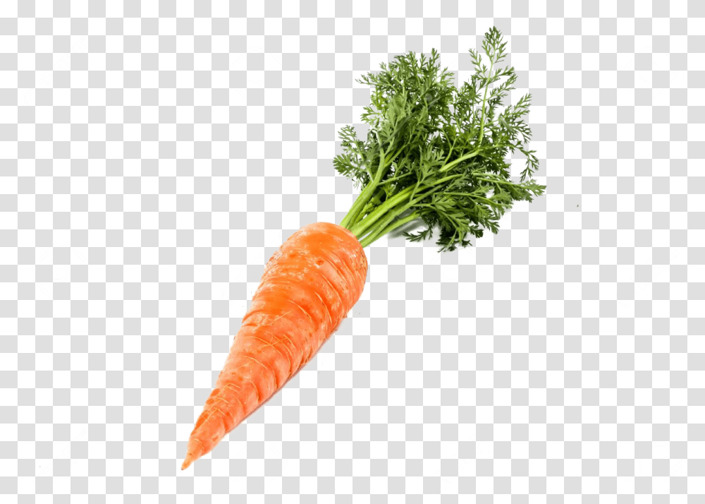 Single Carrot Image Background Carrot, Plant, Vegetable, Food Transparent Png