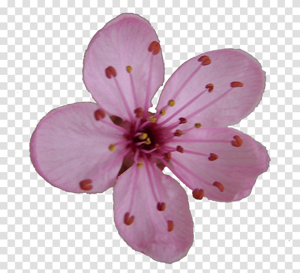 Single Cherry Blossom Flower Drawing, Plant, Geranium Transparent Png