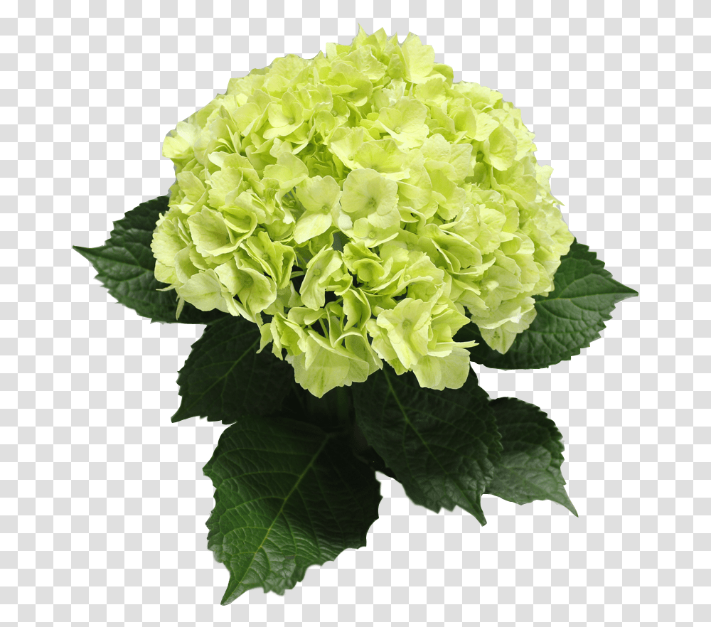 Single Color Box For Natural Hydrangeas Full Or Half Artificial Flower, Plant, Blossom, Carnation, Flower Arrangement Transparent Png