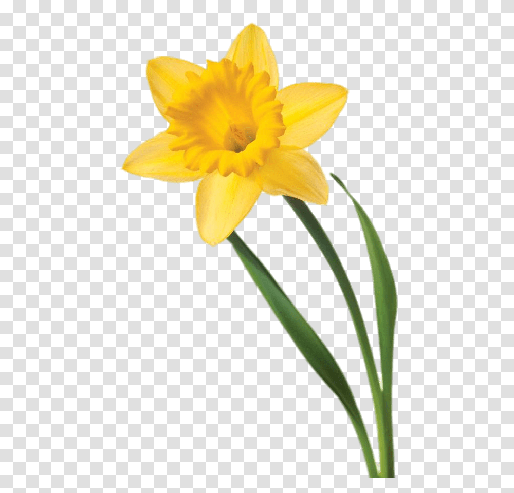 Single Daffodil, Plant, Flower, Blossom Transparent Png