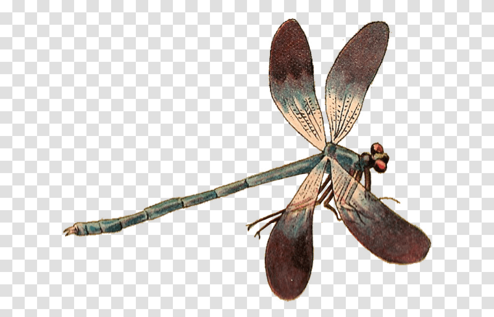 Single Dragonfly Dragonflies, Insect, Invertebrate, Animal, Anisoptera Transparent Png