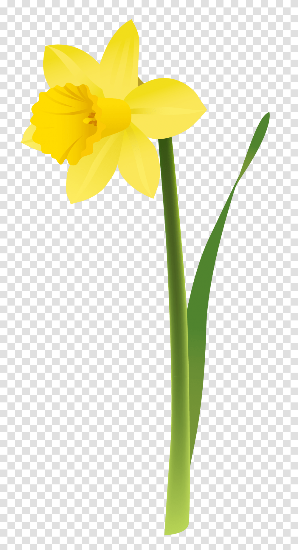 Single Flower Clipart 50 Photos Daffodil Drawing, Plant, Blossom Transparent Png