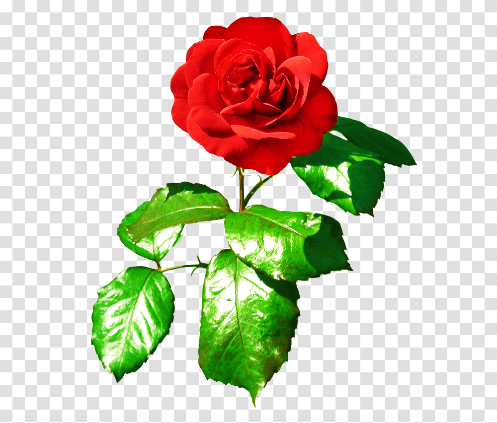 Single Flower Flower With Leaves Rose, Plant, Blossom, Leaf, Petal Transparent Png