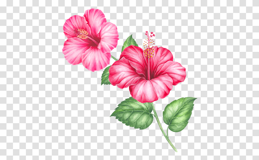 Single Flower Hawaiian Hibiscus, Plant, Blossom, Pollen, Anther Transparent Png