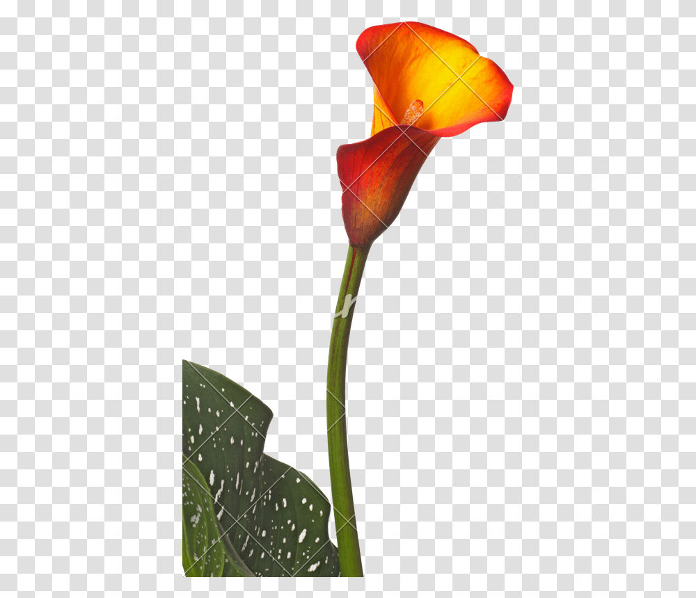 Single Flower Of An Orange Calla Lily And Partial Leaf, Plant, Blossom, Tulip, Pond Lily Transparent Png