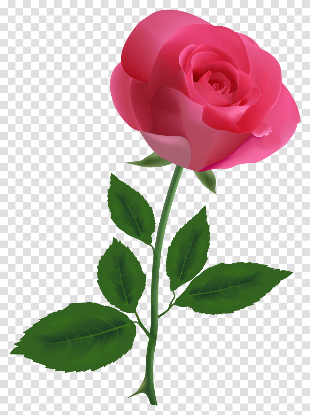 Single Flower Picture Background Rose, Plant, Blossom, Petal Transparent Png