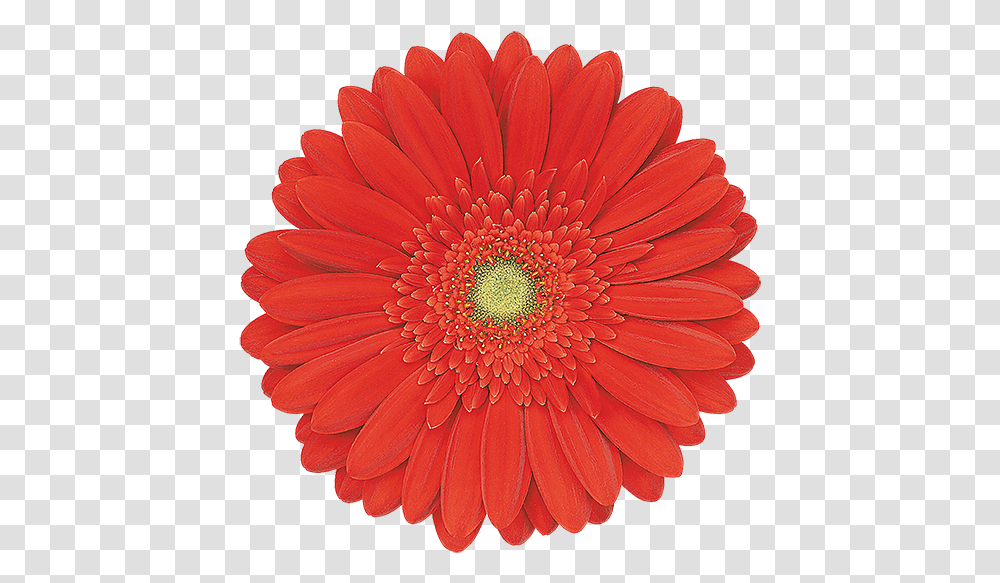 Single Flower, Plant, Blossom, Daisy, Daisies Transparent Png