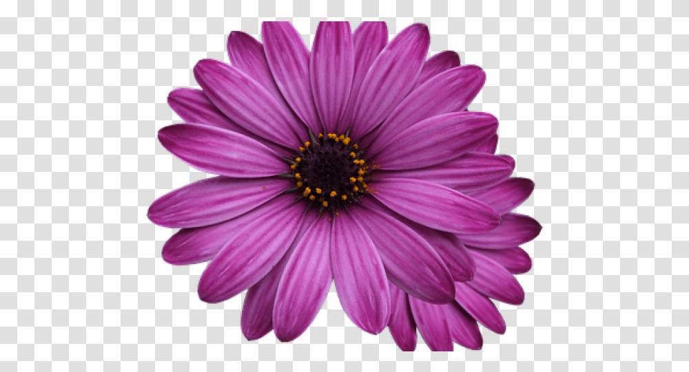 Single Flower Purple Flower Background, Plant, Daisy, Daisies, Blossom Transparent Png