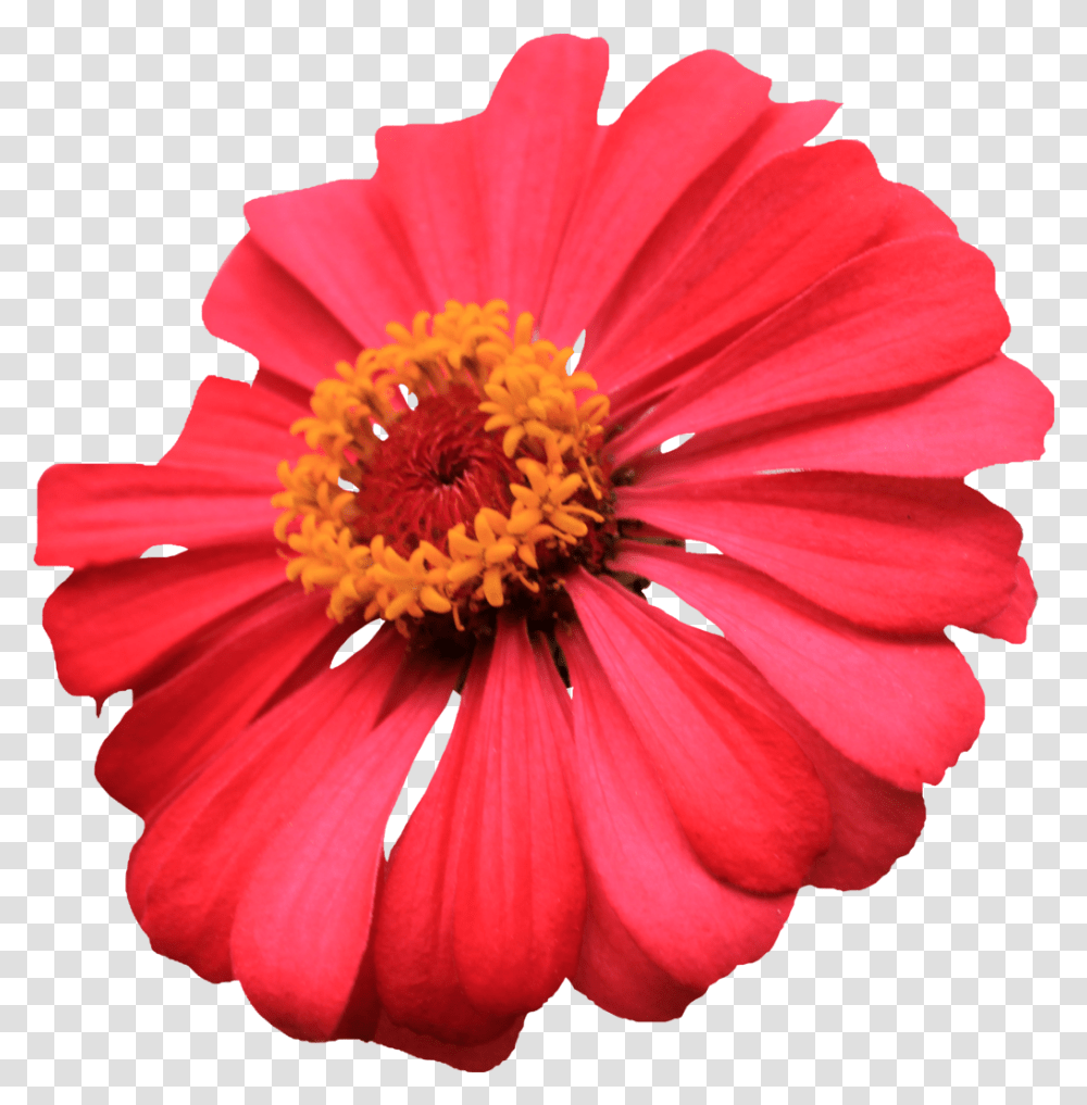 Single Flower Single Flower Images, Plant, Pollen, Blossom, Daisy Transparent Png