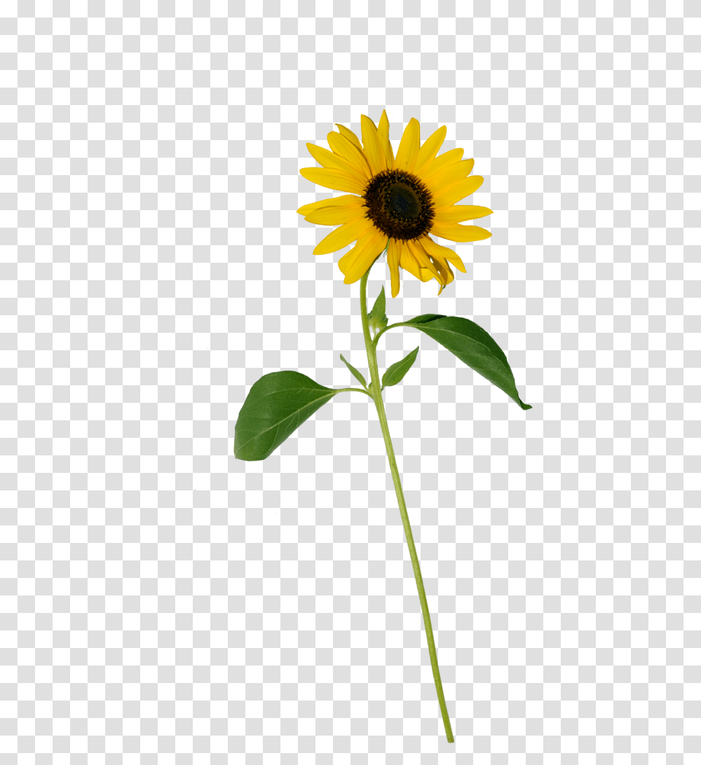 Single Flower Single Sunflower White Background, Plant, Blossom, Daisy, Daisies Transparent Png