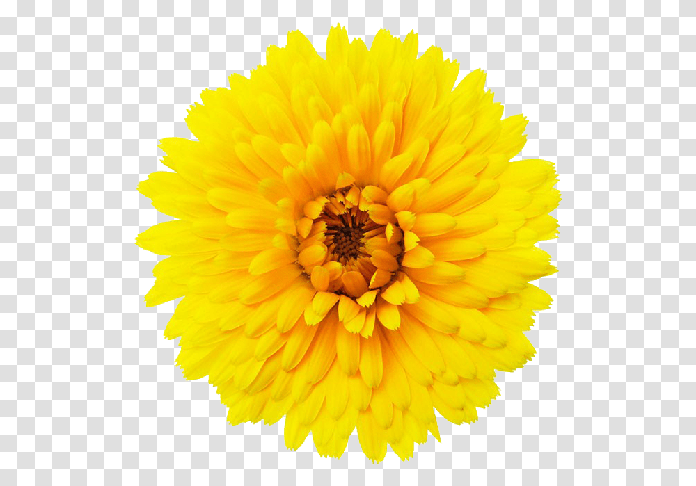 Single Flower & Free Flowerpng Free Pictures Of Single Flower, Plant, Blossom, Dahlia, Daisy Transparent Png