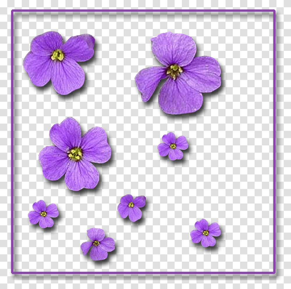 Single Flowers Pixels, Geranium, Plant, Blossom, Purple Transparent Png