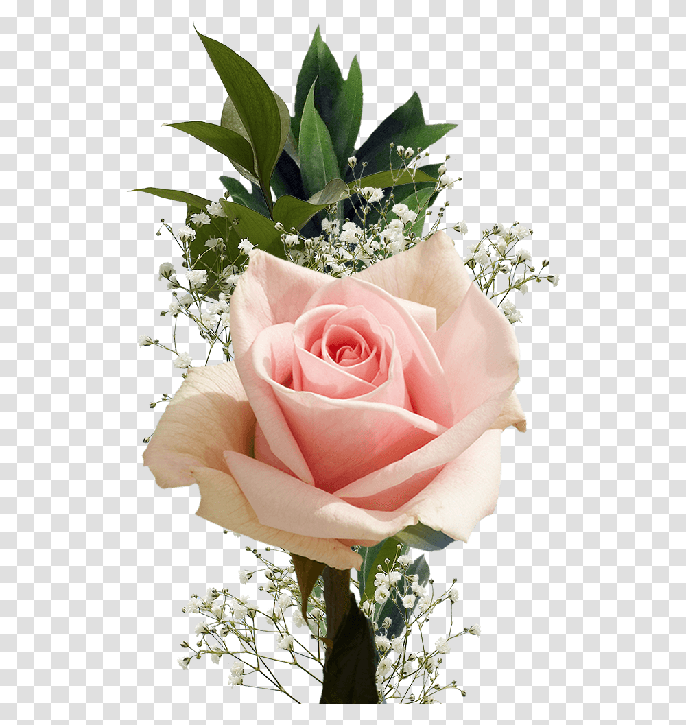 Single Flowers, Plant, Rose, Blossom, Flower Arrangement Transparent Png