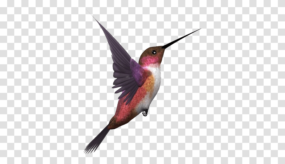 Single Flying Bird Flying Bird, Animal, Hummingbird Transparent Png