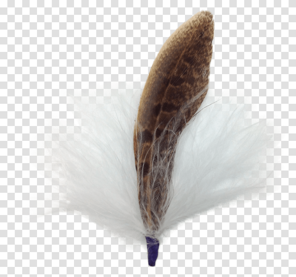 Single German Hat Feather Decor Whitebrown Calligraphy, Animal, Plant, Bird, Flower Transparent Png