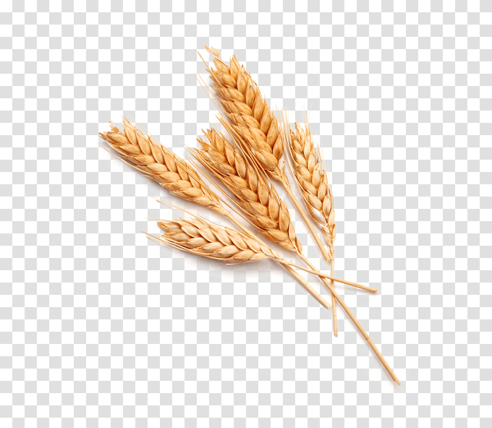 Single Grain Of Wheat, Plant, Bird, Animal, Vegetable Transparent Png