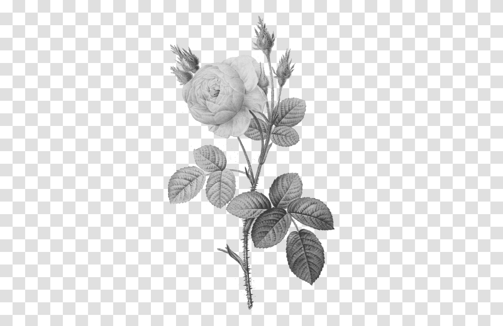 Single Gray Rose White Vintage Flowers, Plant, Blossom, Acanthaceae, Leaf Transparent Png