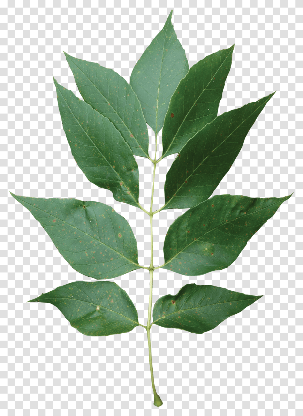 Single Green Leaf American Holly, Plant, Tree, Maple Leaf, Annonaceae Transparent Png