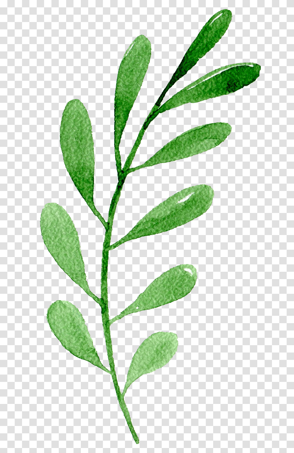 Single Green Leaf One Leaf Green, Plant, Grass, Jar, Vase Transparent Png