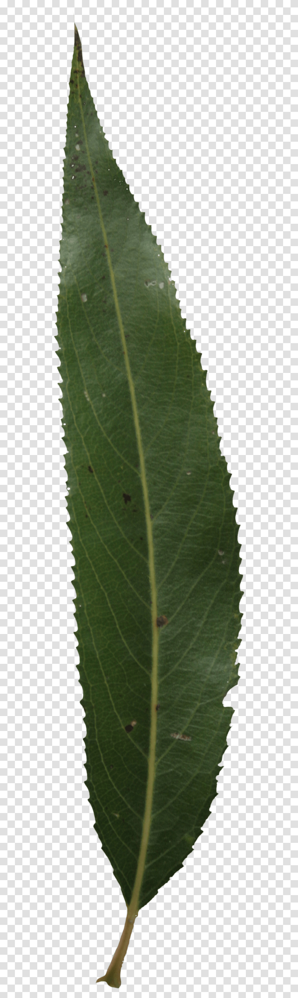 Single Green Leaf Single Mango Leaf, Veins, Plant Transparent Png