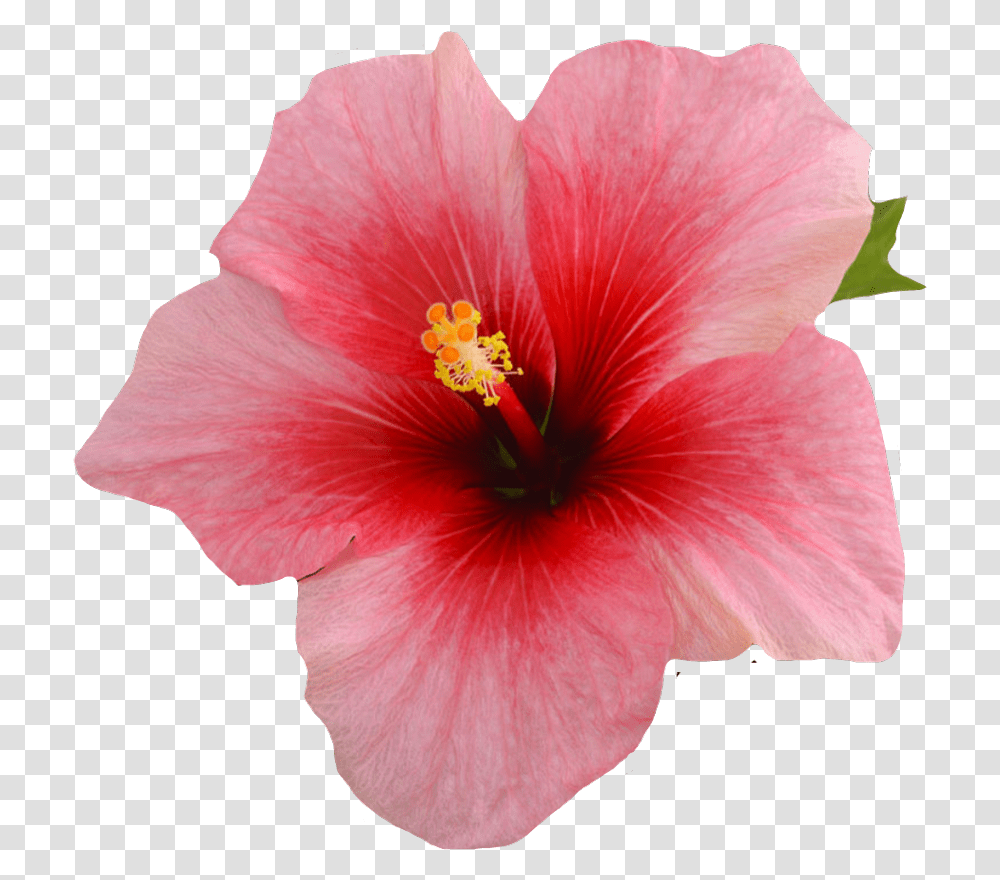 Single Hibiscus Flower On A Black Background, Plant, Blossom, Honey Bee, Insect Transparent Png