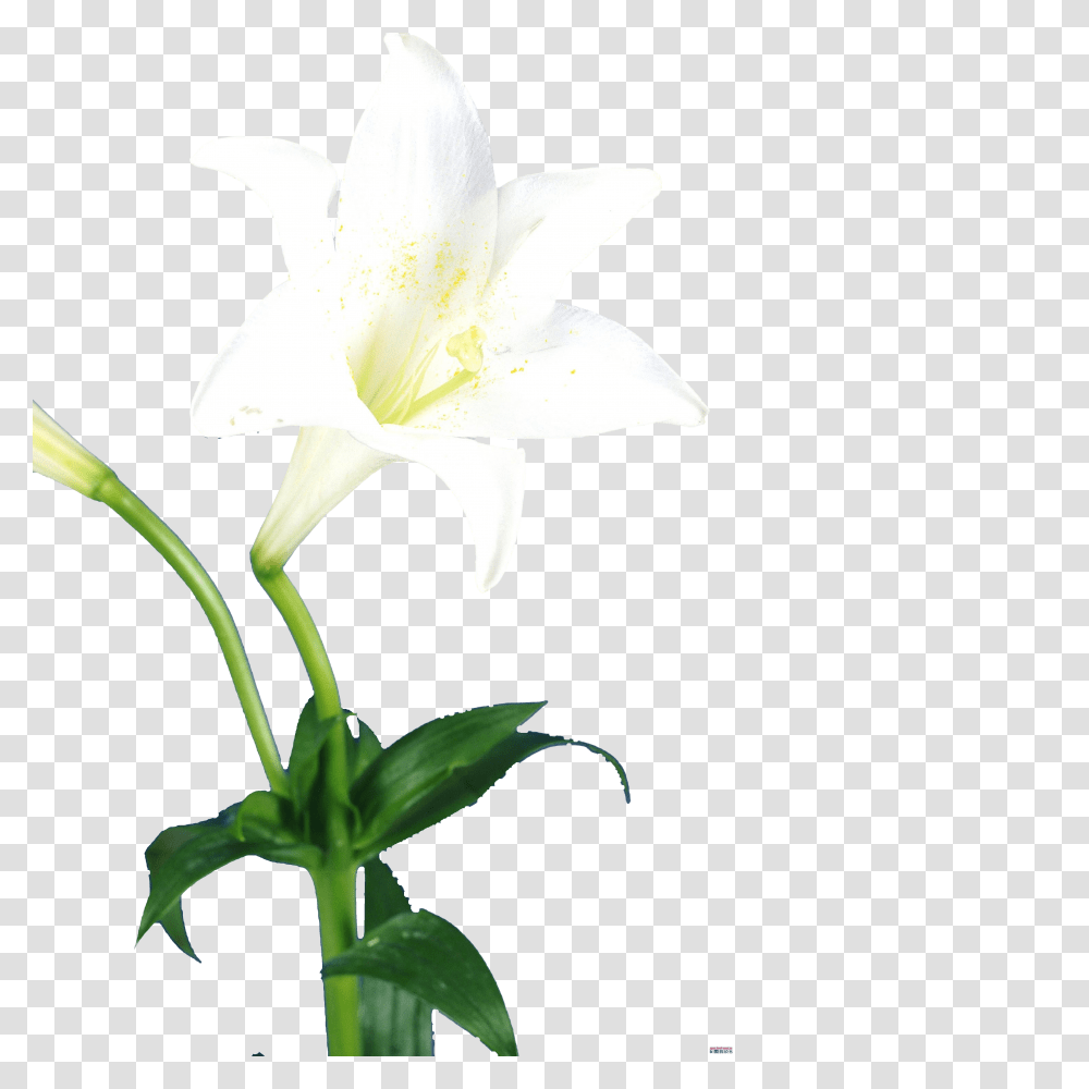 Single Lily Flower Image, Plant, Blossom, Amaryllis Transparent Png