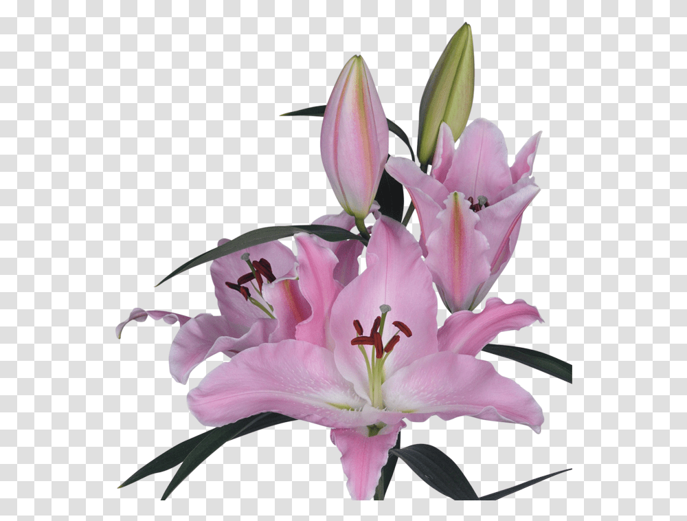 Single Lily With Background, Plant, Flower, Blossom, Amaryllis Transparent Png