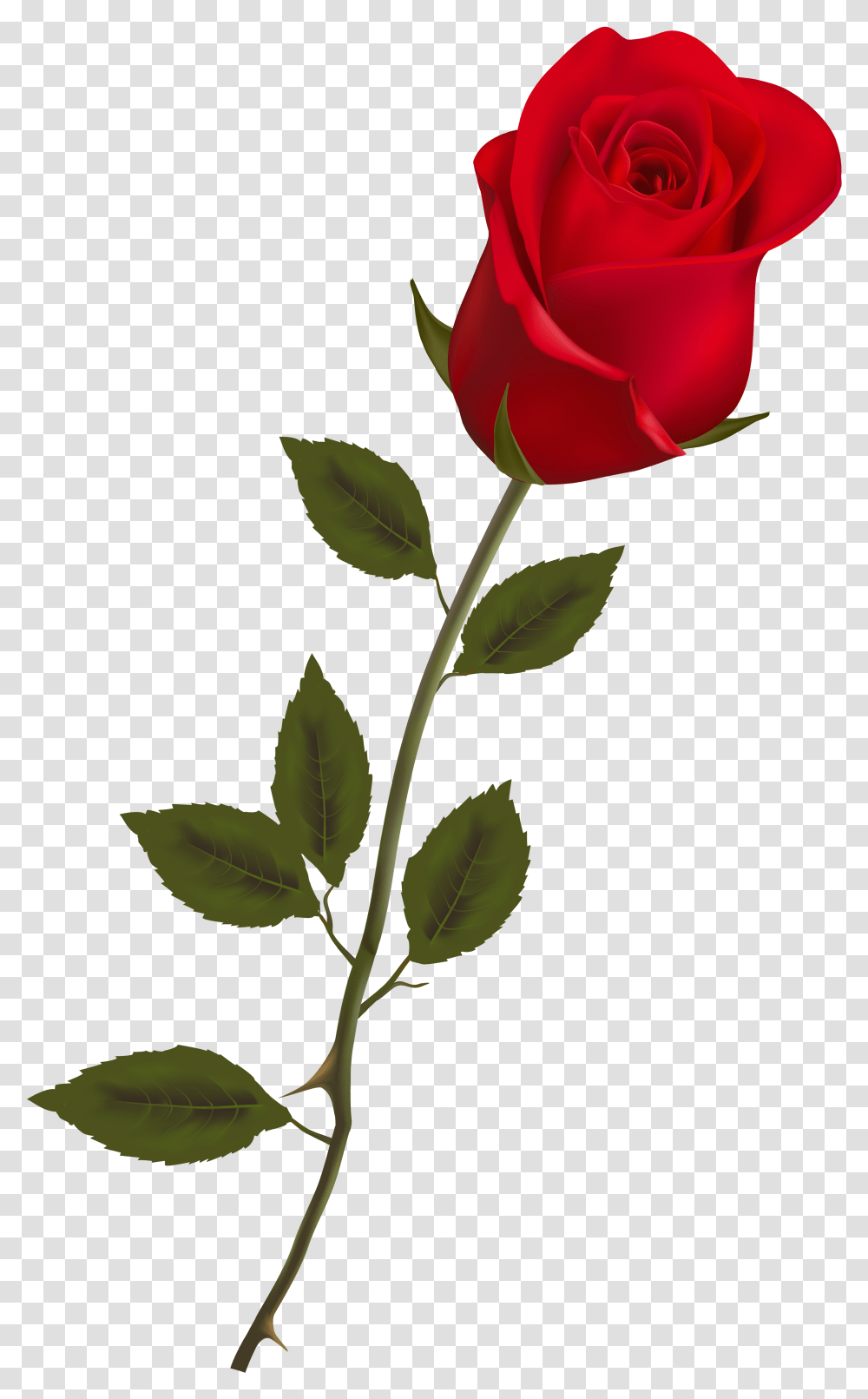 Single Long Stem Red Rose, Plant, Flower, Blossom, Green Transparent Png