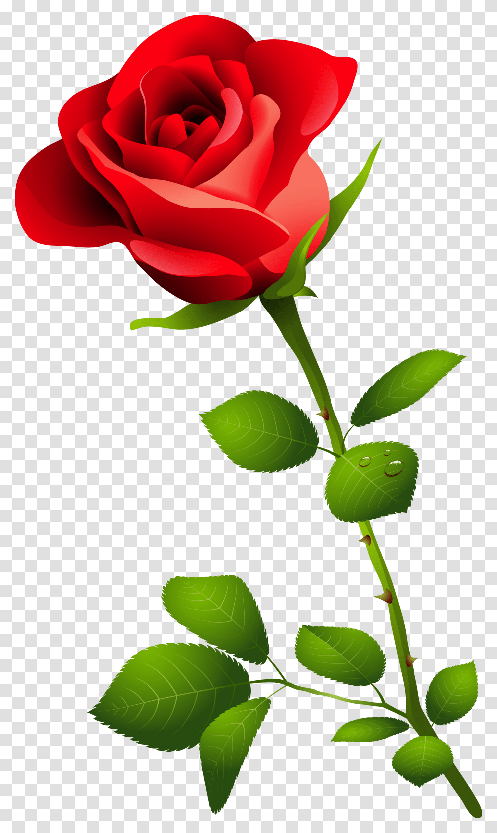 Single Long Stem Rose Drawing Pink Rose Image Hd, Plant, Flower, Blossom, Leaf Transparent Png