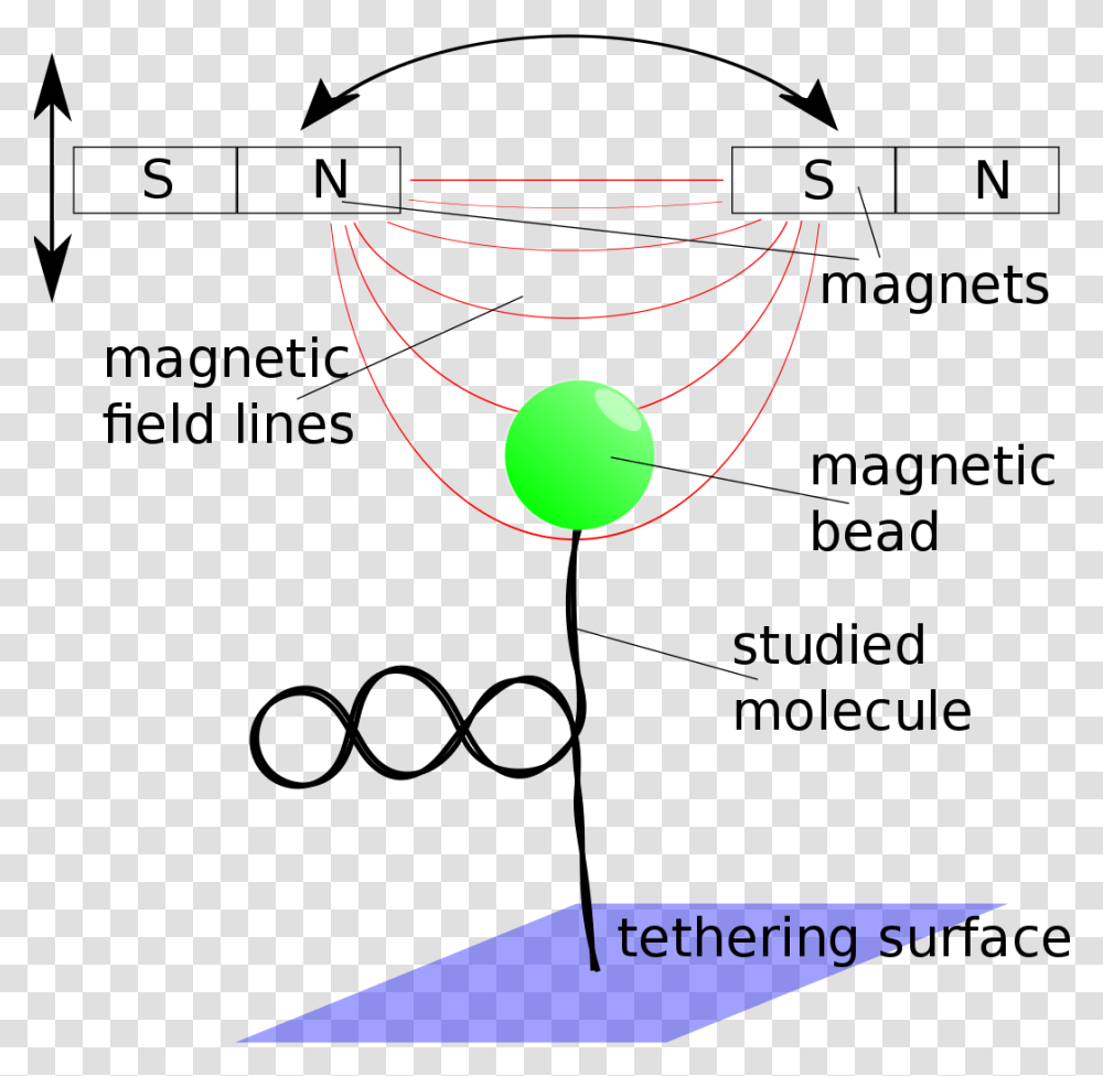 Single Molecule Studies Dna, Lamp, Astronomy Transparent Png