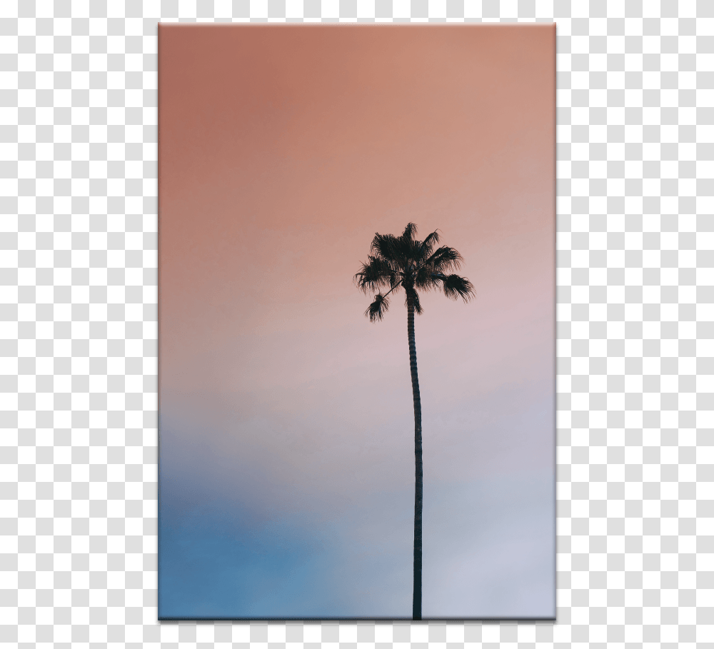 Single Palm Desert Palm, Palm Tree, Plant, Arecaceae, Silhouette Transparent Png