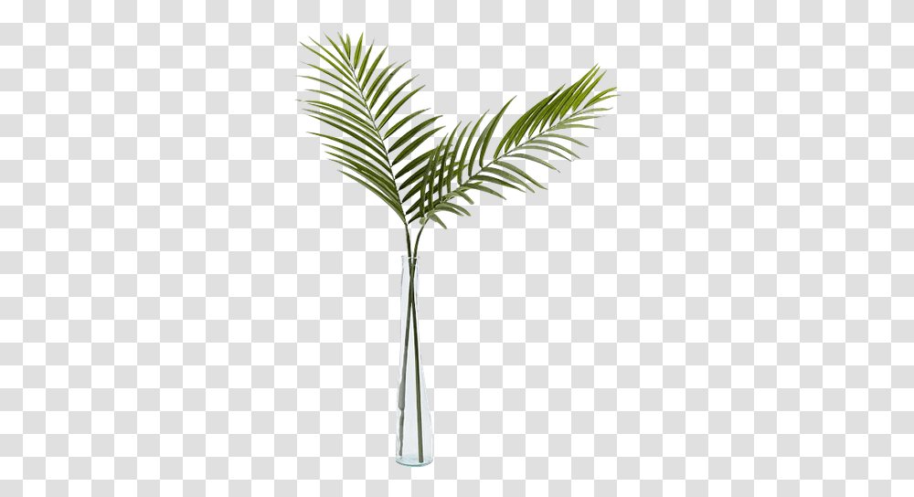 Single Palm Leaf In Vase, Tree, Plant, Palm Tree, Arecaceae Transparent Png