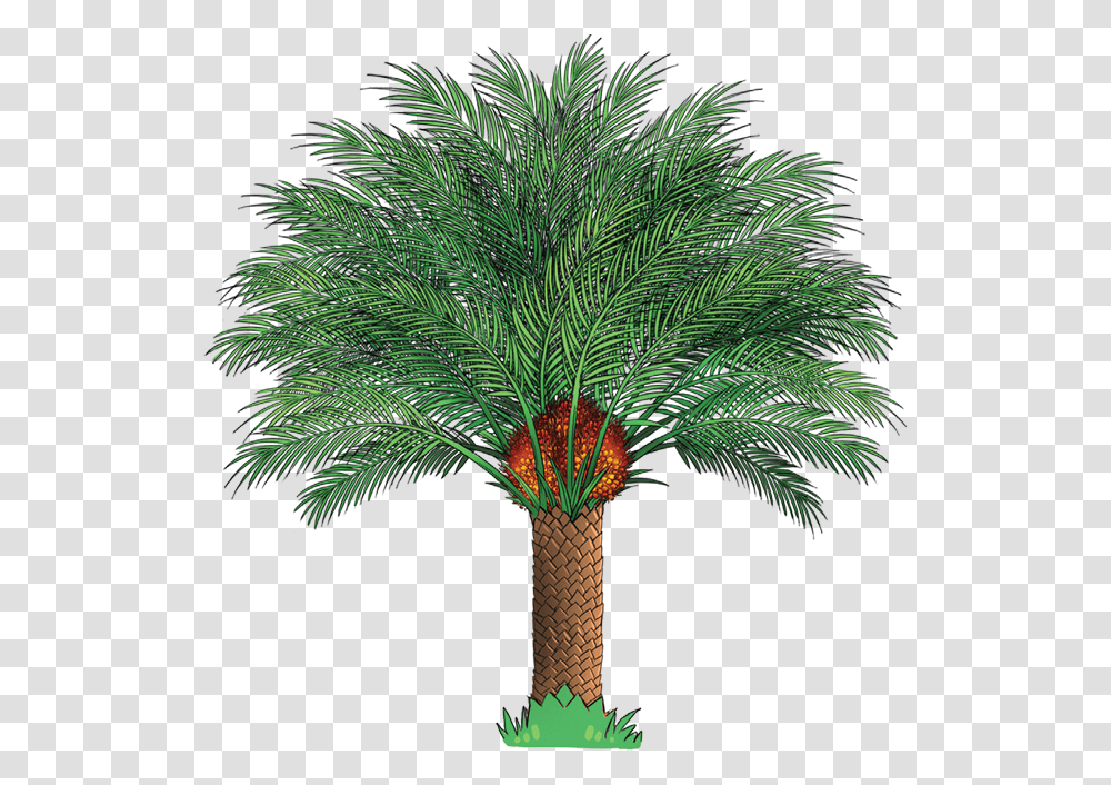 Single Palm Oil Tree, Plant, Palm Tree, Arecaceae, Annonaceae Transparent Png