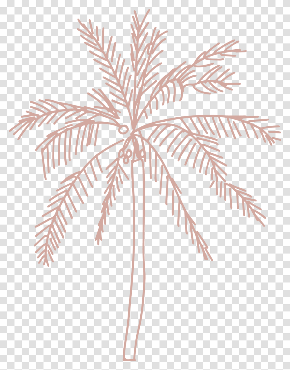 Single Palm Tree By Jess Bailey Attalea Speciosa, Leaf, Plant, Flower, Blossom Transparent Png