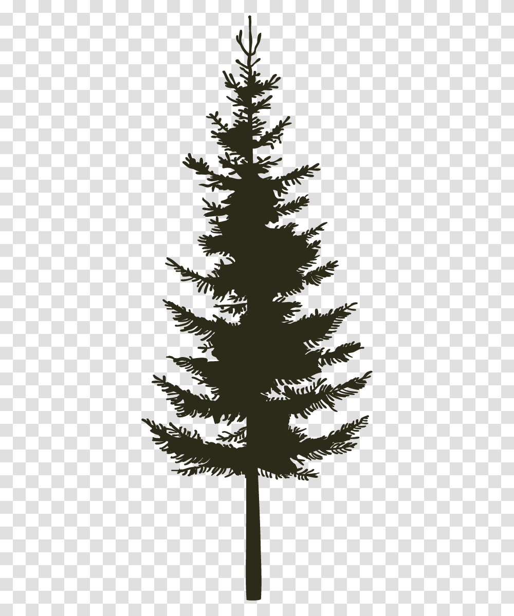 Single Pine Black Western Yellow Pine, Tree, Plant, Christmas Tree, Ornament Transparent Png