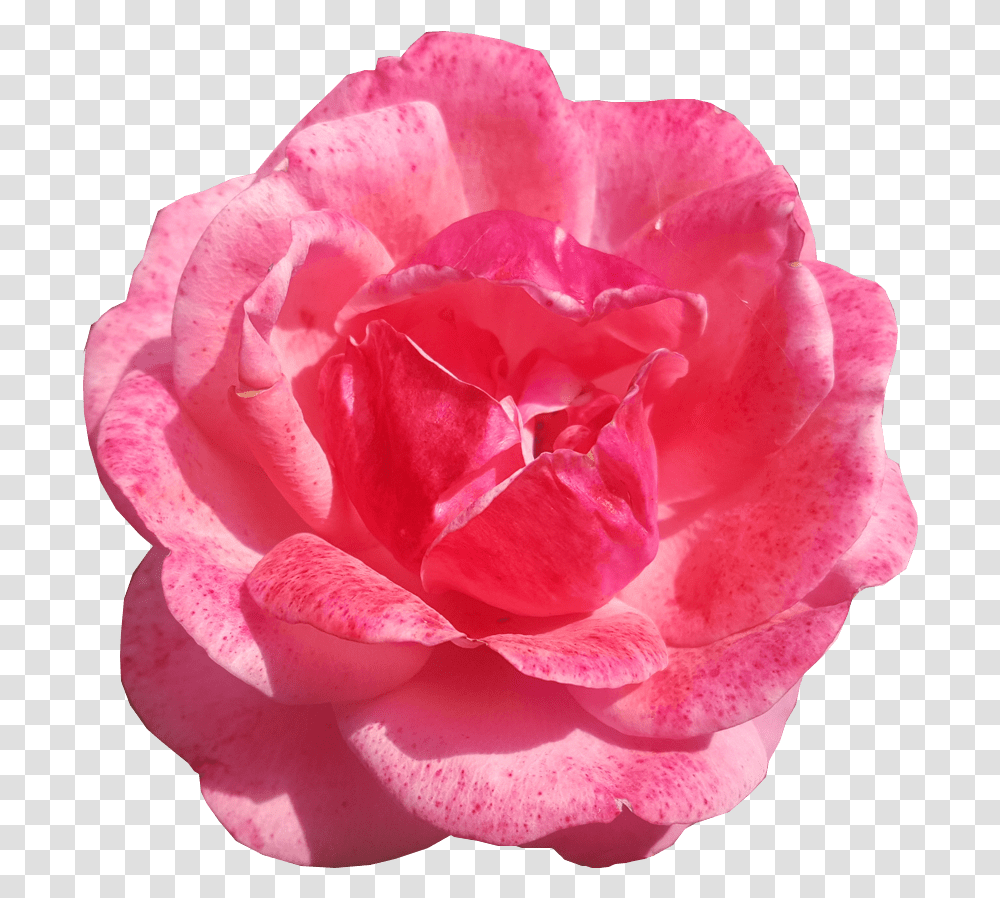 Single Pink Rose Background Flower Free Images Single Pink Rose Background, Plant, Blossom, Petal, Carnation Transparent Png