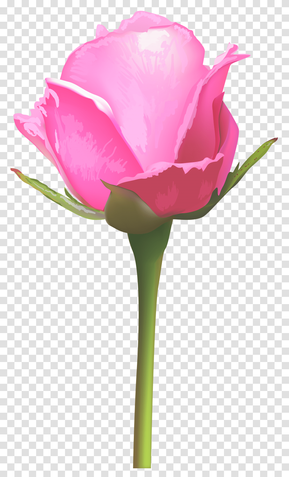 Single Pink Rose Clip Art, Flower, Plant, Blossom, Petal Transparent Png
