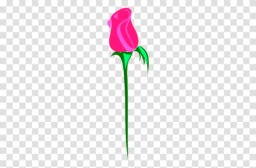 Single Pink Rose Clip Arts For Web, Plant, Flower, Flax, Tulip Transparent Png