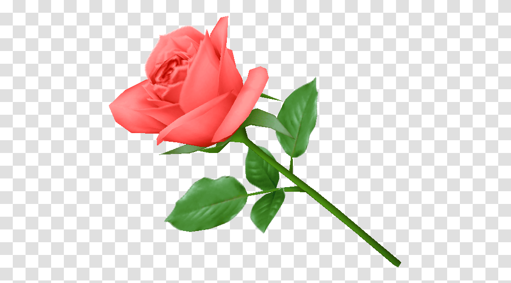 Single Pink Rose Image Picture, Flower, Plant, Blossom, Petal Transparent Png