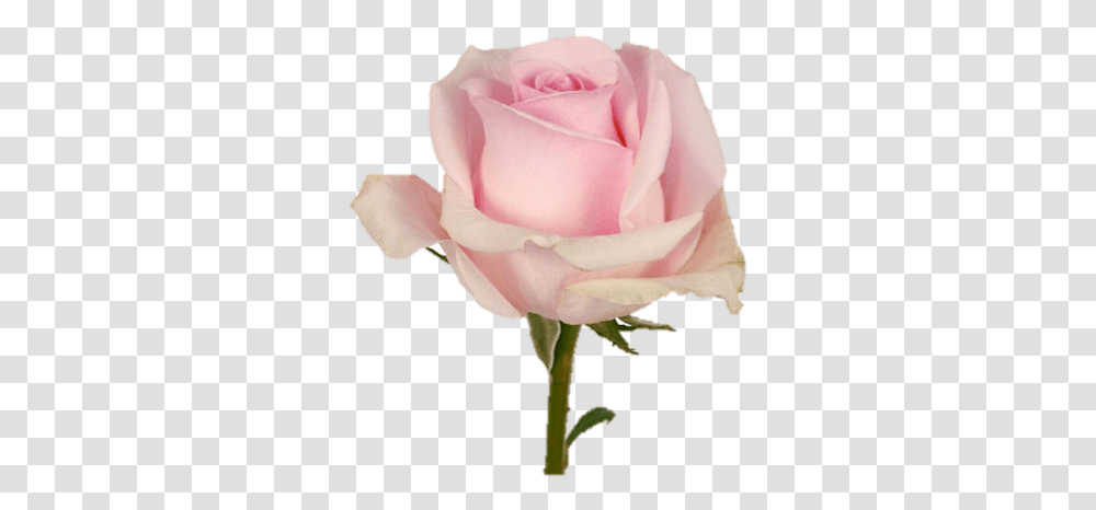 Single Pink Rose Single One Pink Rose, Flower, Plant, Blossom, Petal Transparent Png