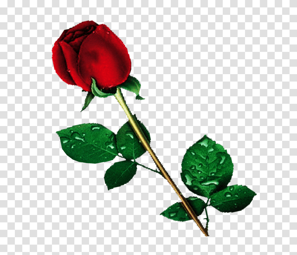 Single Red Rose Background Flower, Plant, Blossom, Leaf, Green Transparent Png