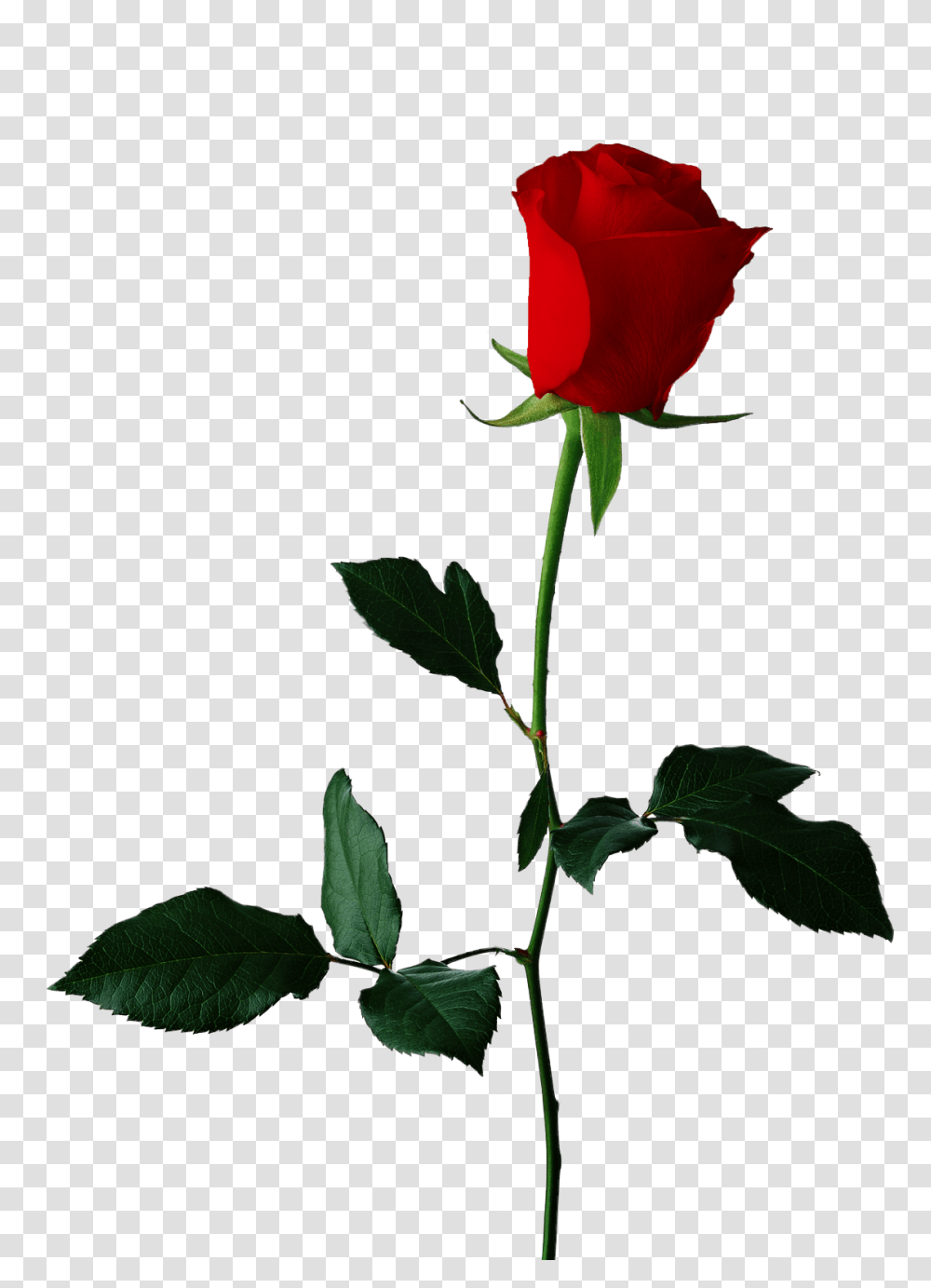 Single Red Rose Background, Plant, Flower, Blossom, Leaf Transparent Png