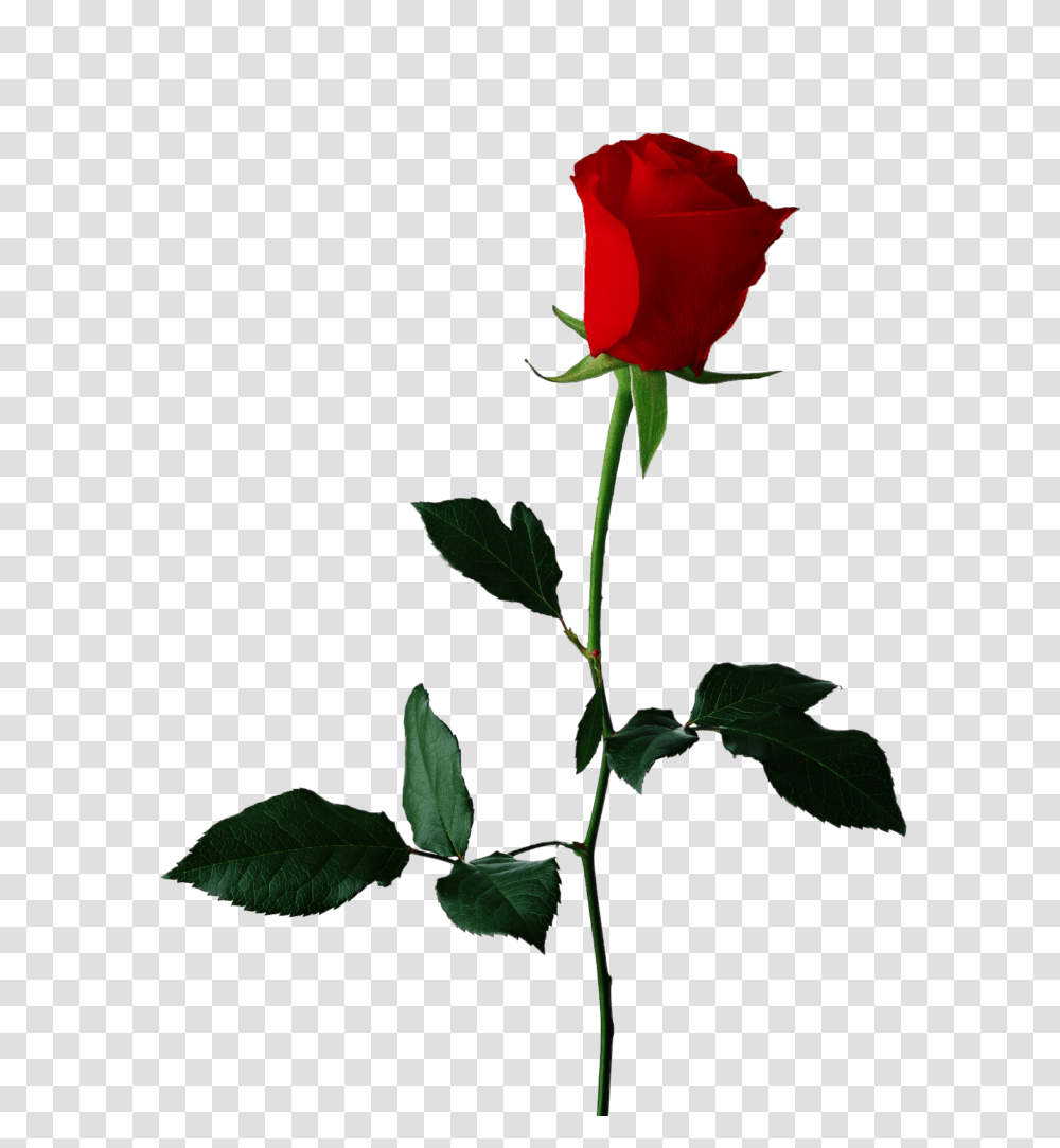 Single Red Rose Background Vector Clipart, Plant, Flower, Blossom Transparent Png