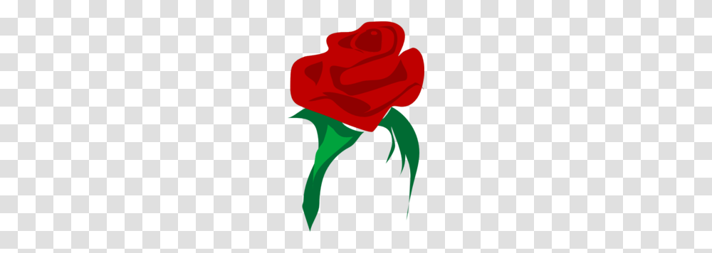 Single Red Rose Clipart, Flower, Plant, Blossom, Petal Transparent Png